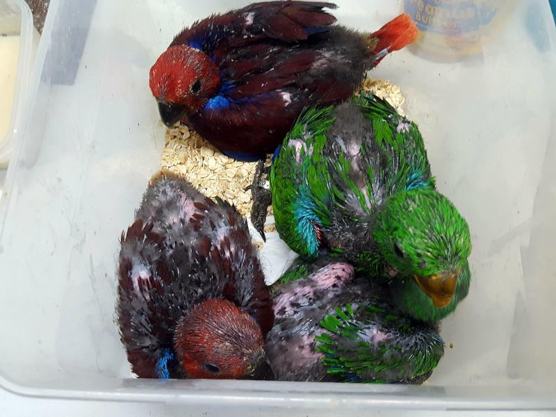 Alexandrines Eckys macaws