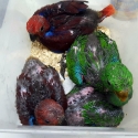 Alexandrines Eckys macaws