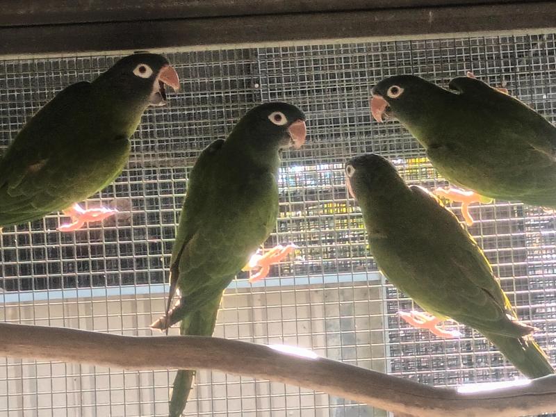 Sharp tails cock birds parent raised  with DNA