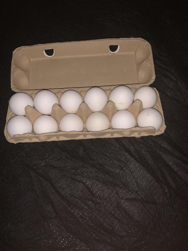 Leg Horn Fertile chicken eggs