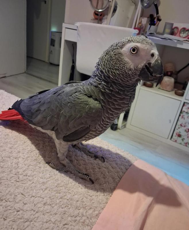 cuddly African grey