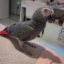 cuddly African grey