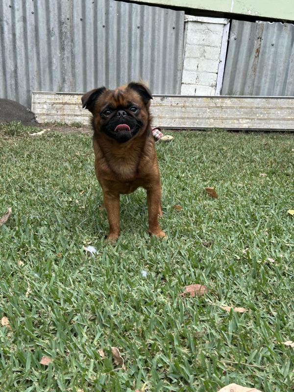 Purebred papered Brussels griffon males