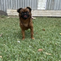Purebred papered Brussels griffon males