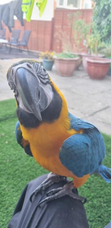 rehome my beautiful blue and gold macaw