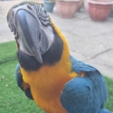 rehome my beautiful blue and gold macaw