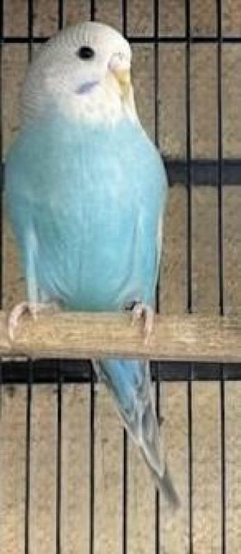 Beautiful Budgie