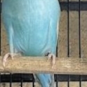 Beautiful Budgie