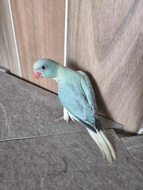 Handraised Ringnecks