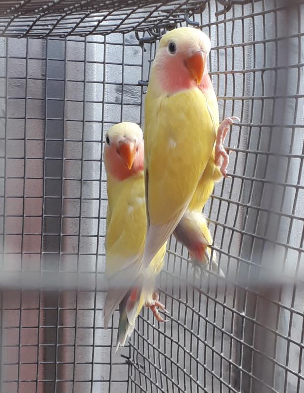 15 Peach face and fischer love birds. need gone asap.