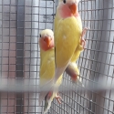 15 Peach face and fischer love birds. need gone asap.