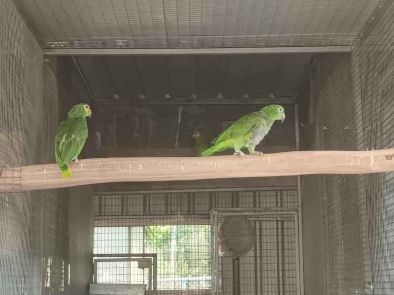 Red lored Amazons DNA cock birds parent raised 12 months old