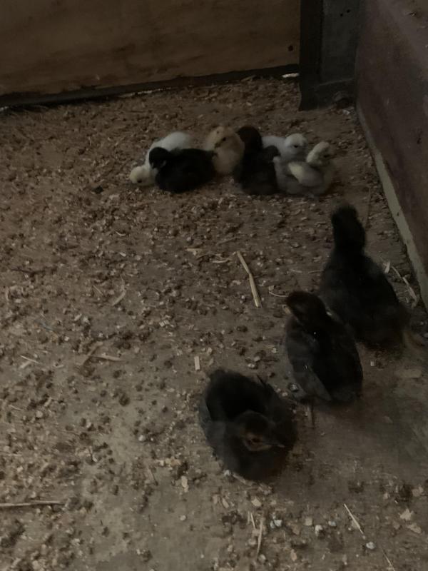 Chickens. Total. 7