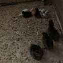 Chickens.  Total.  7
