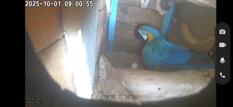 Breeding Pair Macaws