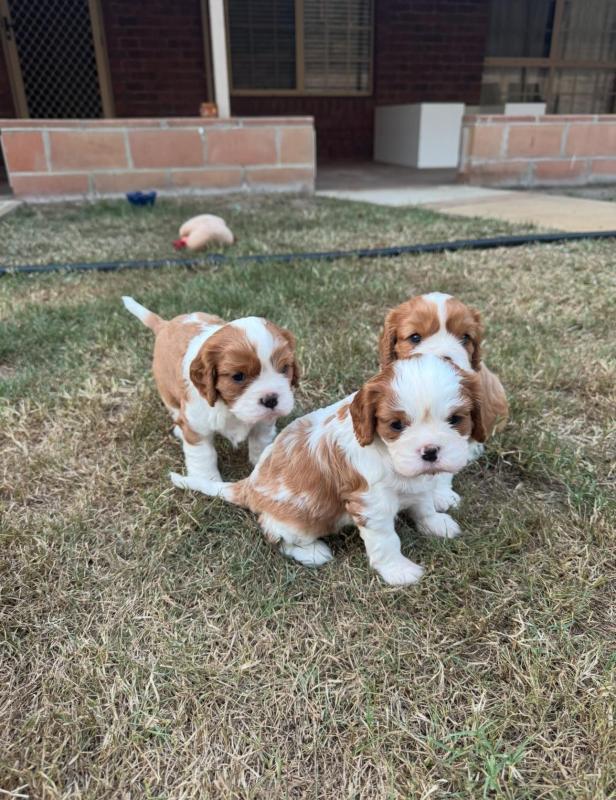 Purebred Cavalier King Charles Puppies