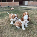 Purebred Cavalier King Charles Puppies