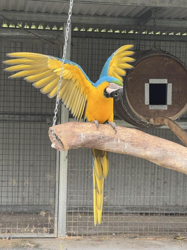 Blue and gold macaws