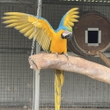 Blue and gold macaws