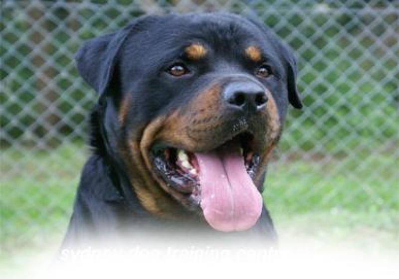 Rottwiler pup male