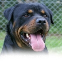 Rottwiler pup male