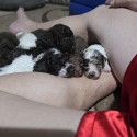 Purebred Toy poodle puppies