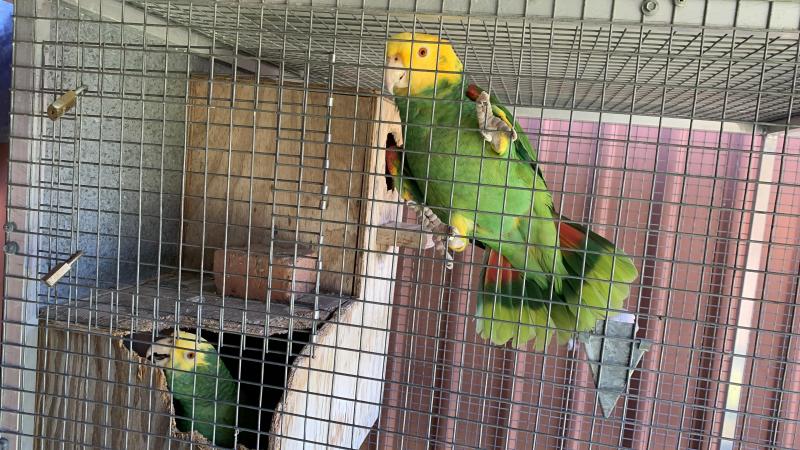 Double yellow headed amazon breeding pair