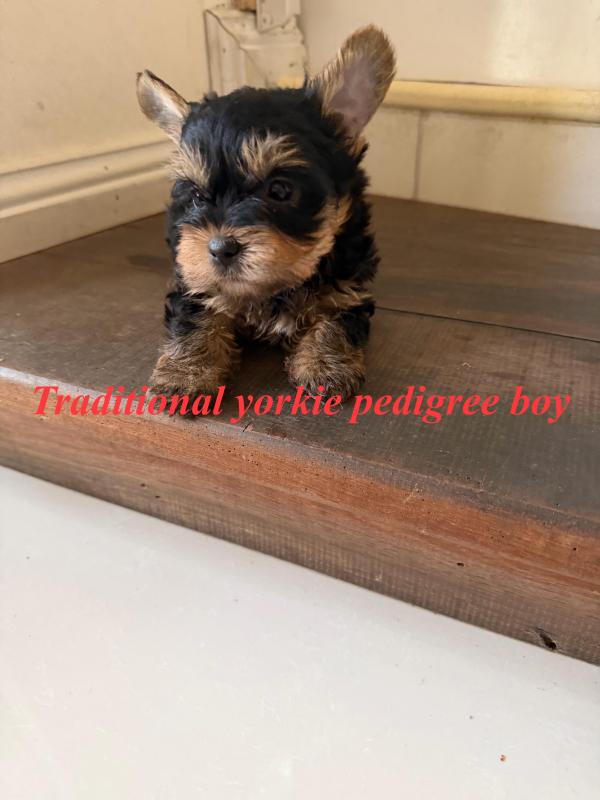 Choc Merle imported yorkie puppies