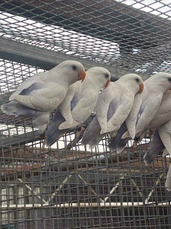 Violet Pallid Peachface Mutations