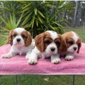 Cavalier King Charles Spaniels (Pure Breed)