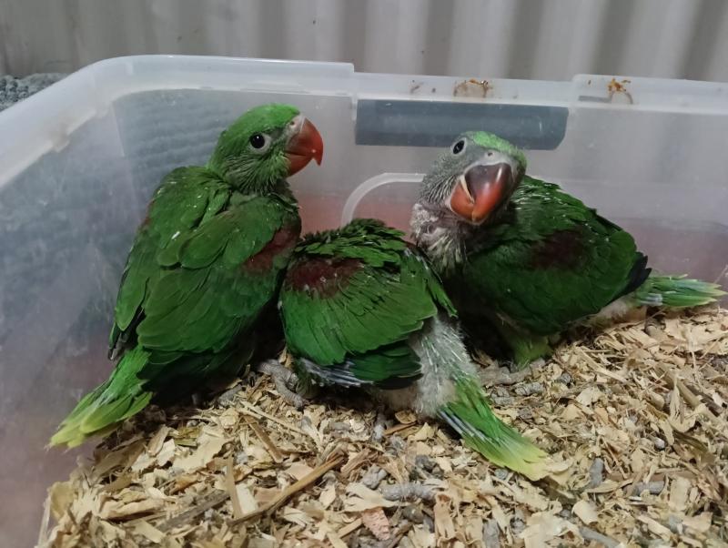 Hand raised Alexandrines