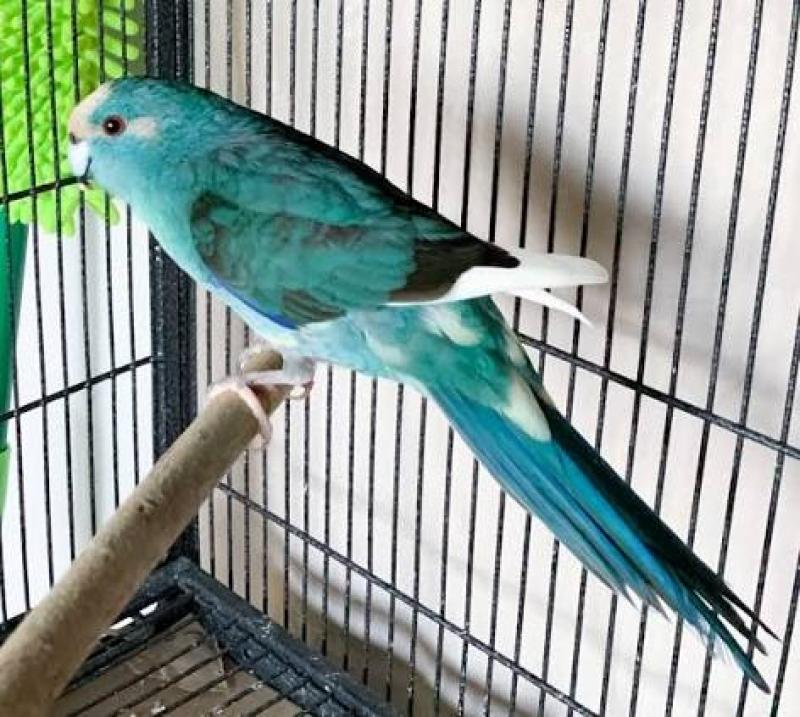 Wanted to buy Blue Kakarikis