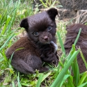 Pure bred chihuahuas