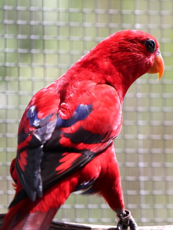 Pure Moluccan Red Lory Hens