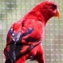 Pure Moluccan Red Lory Hens
