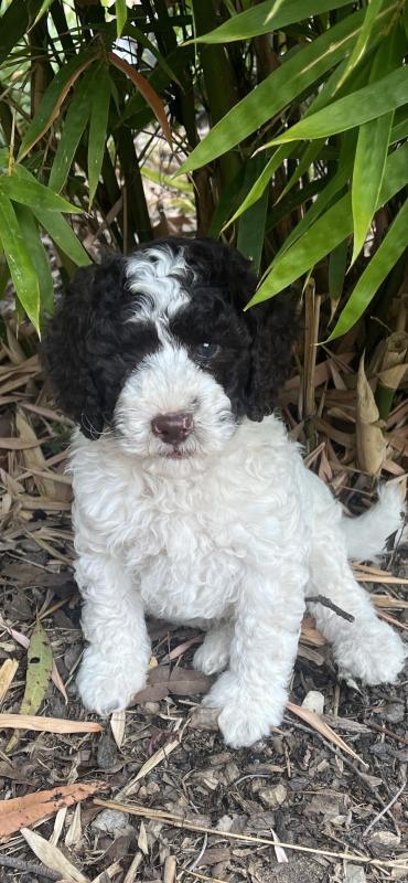 Mini spoodles