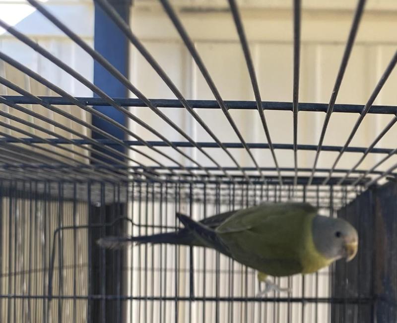 Plumhead Parrot Cock