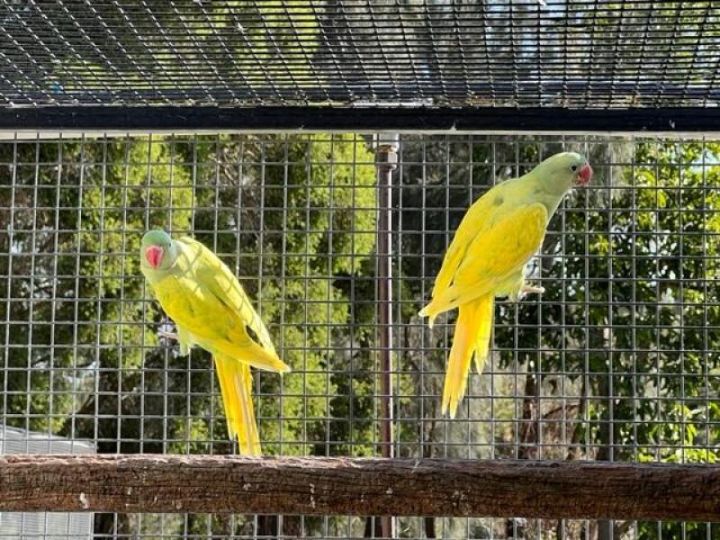 Alexandrine pide babys Ecletus babies