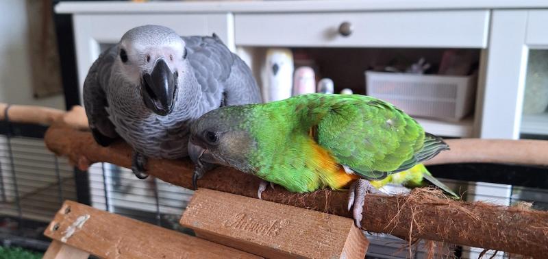 Handrearing baby African grey's
