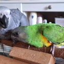 Handrearing baby African grey's
