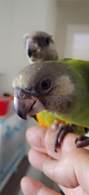 African Senegal parrot