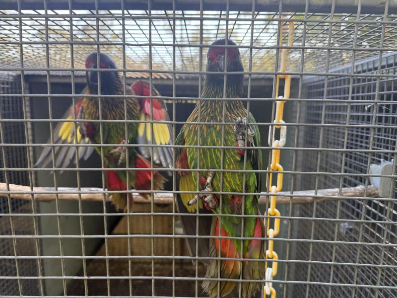 Exotic Lories will trade/swap