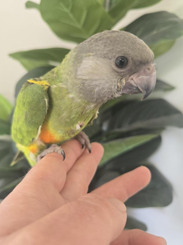 Senegal parrot male