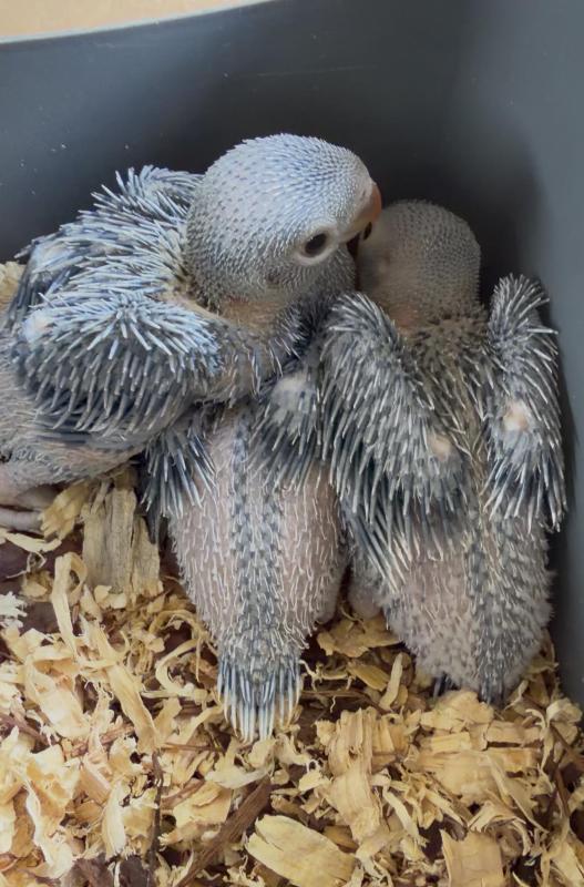 Baby Indian Ringnecks violets