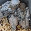 Baby Indian Ringnecks violets