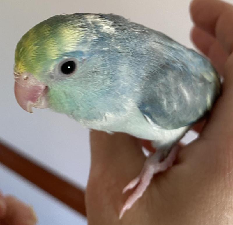 Parrotlets super tame