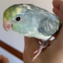 Parrotlets super tame