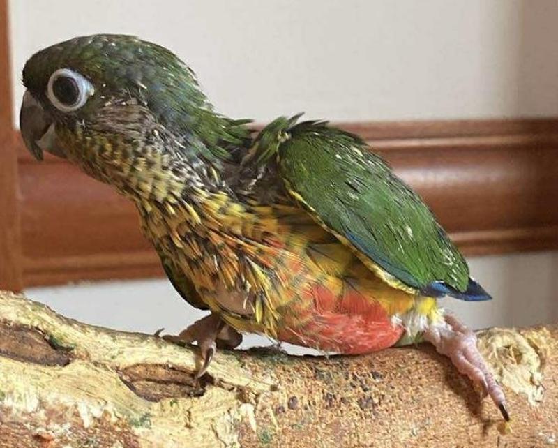Conures super tame