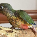 Conures super tame