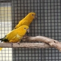 4 yr old GOLDEN CONURE pair
